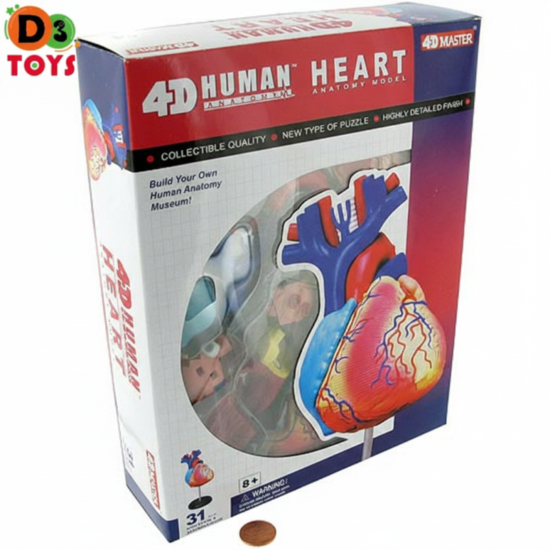 Modèle Anatomique 4D – Cœur Humain (31 pièces)